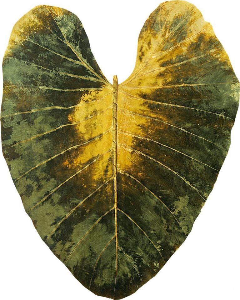 beLEAF