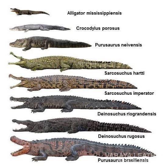 Tiêu chuẩn phân loại và đánh giá da cá sấu HENGLONG  Vabayacom