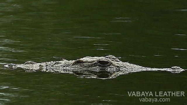 Cá sấu bơi dưới nước