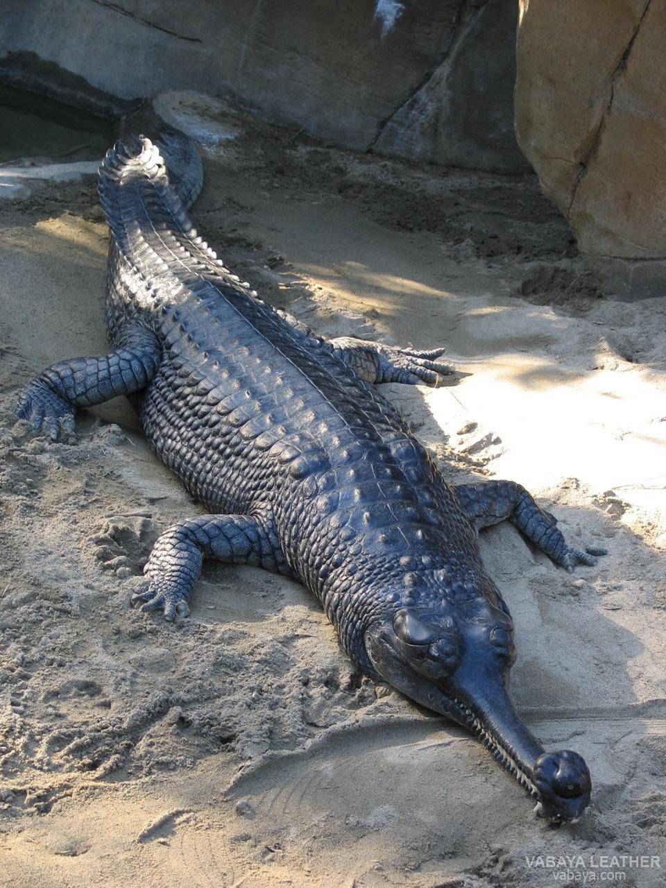 Cá sấu sông Hằng (Họ Gavialidae)