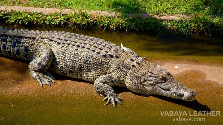 Cá sấu nước mặn Úc
